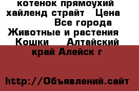 котенок прямоухий  хайленд страйт › Цена ­ 10 000 - Все города Животные и растения » Кошки   . Алтайский край,Алейск г.